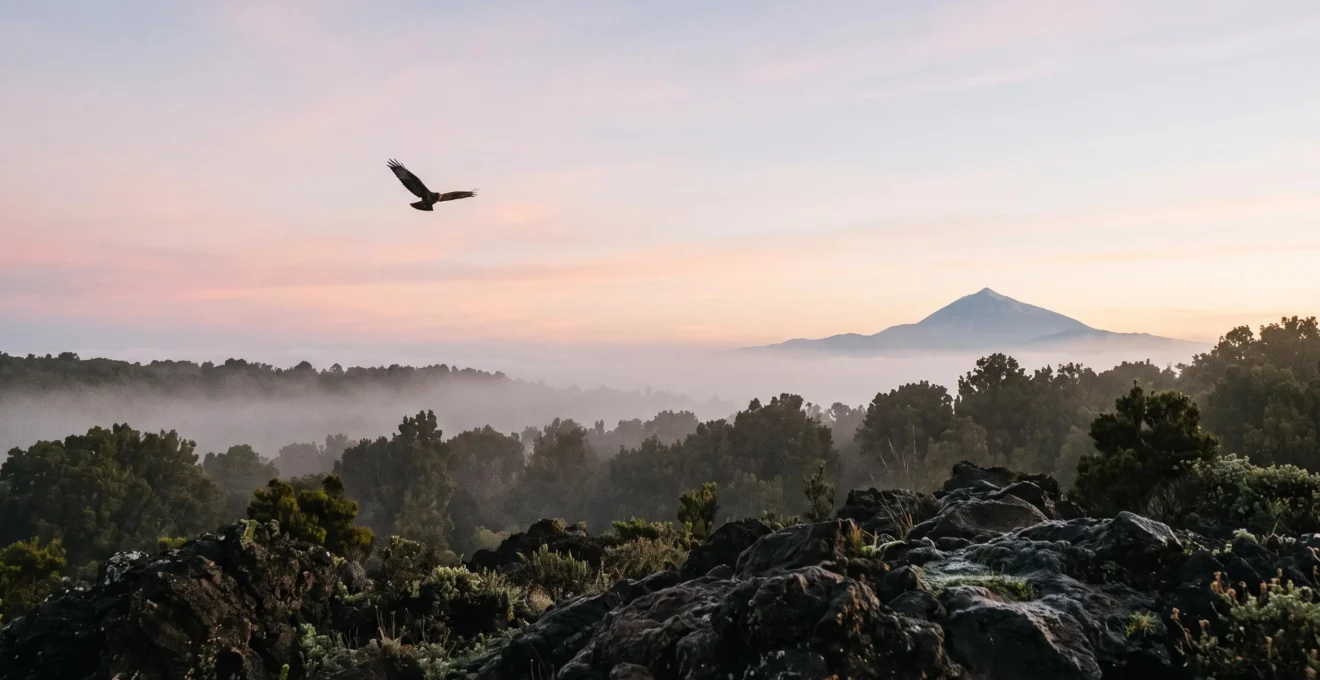 Vue panoramique évoquant la faune sauvage et unique des îles Canaries entre volcan, laurisylve et océan Atlantique
