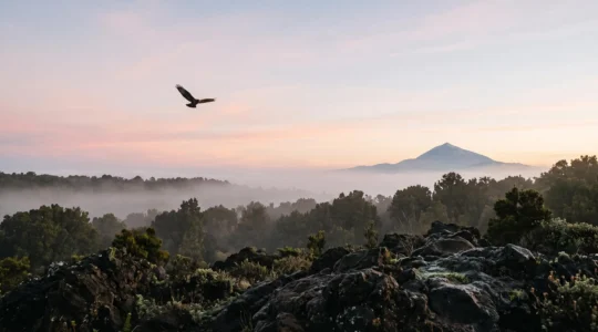 Vue panoramique évoquant la faune sauvage et unique des îles Canaries entre volcan, laurisylve et océan Atlantique