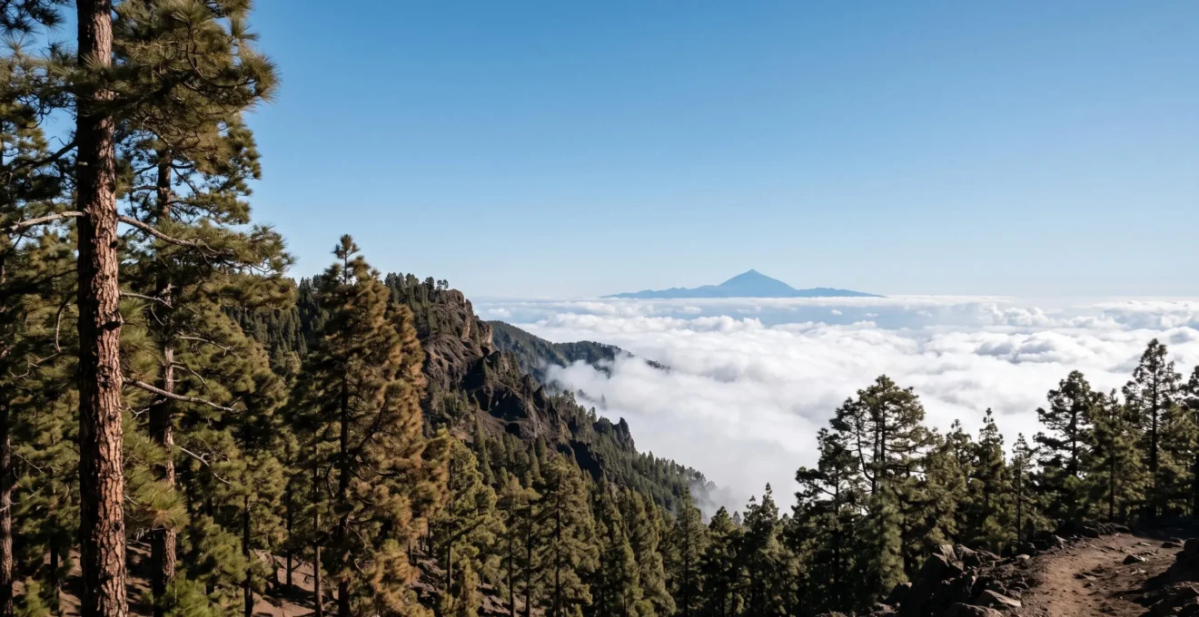 Forêt de pins canariens s'élevant au-dessus d'une mer de nuages avec un volcan en arrière-plan