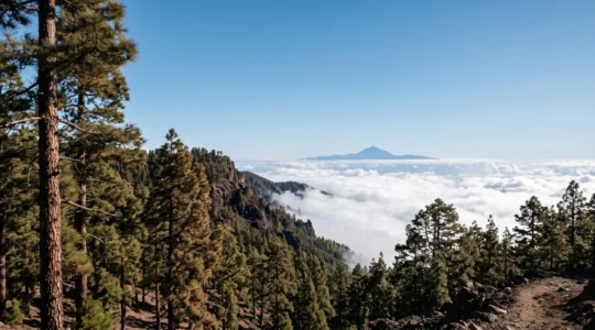 Forêt de pins canariens s'élevant au-dessus d'une mer de nuages avec un volcan en arrière-plan