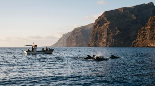 Petit bateau d'observation maintenant une distance respectueuse d'un groupe de baleines pilotes au large de falaises volcaniques des Canaries