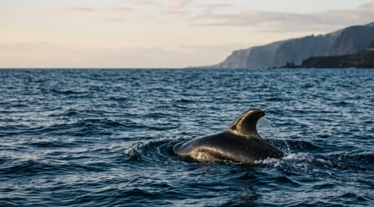 Nageoire dorsale d'une baleine pilote émergeant des eaux calmes de l'Atlantique au large des îles Canaries au lever du soleil