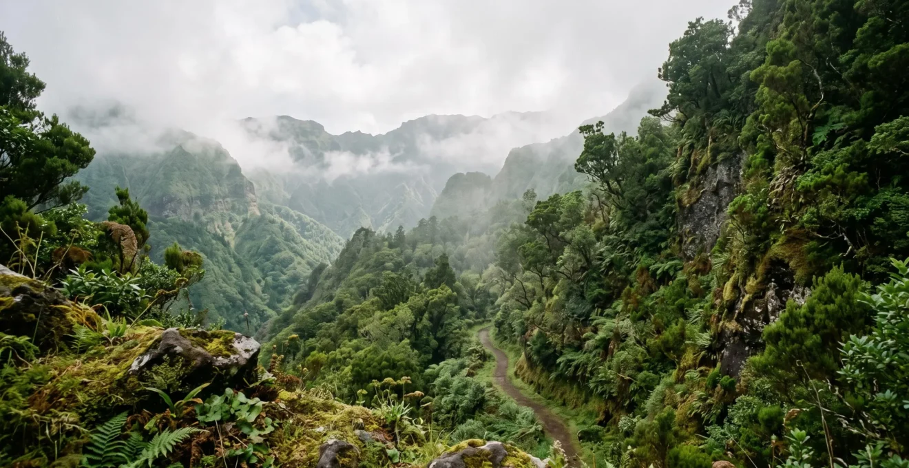 Vallée verte et brumeuse cachée au cœur d'une forêt de laurisylve dans les îles Canaries