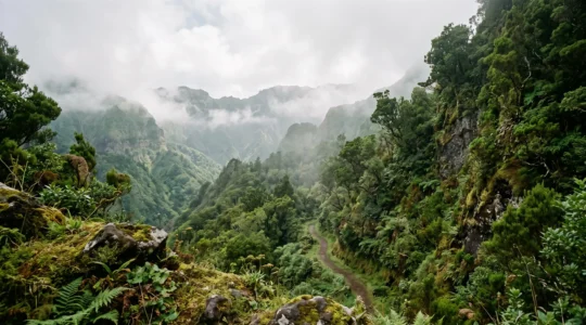 Vallée verte et brumeuse cachée au cœur d'une forêt de laurisylve dans les îles Canaries